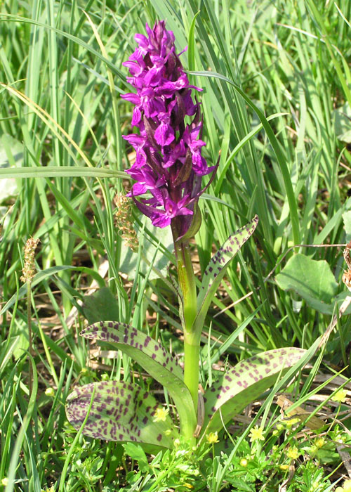 Dactylorhiza majalis subsp. alpestris